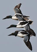 Northern Shoveler