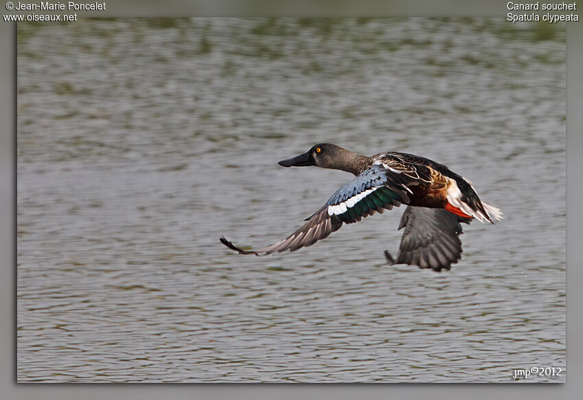 Canard souchet