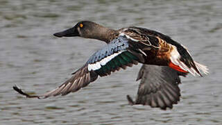 Northern Shoveler