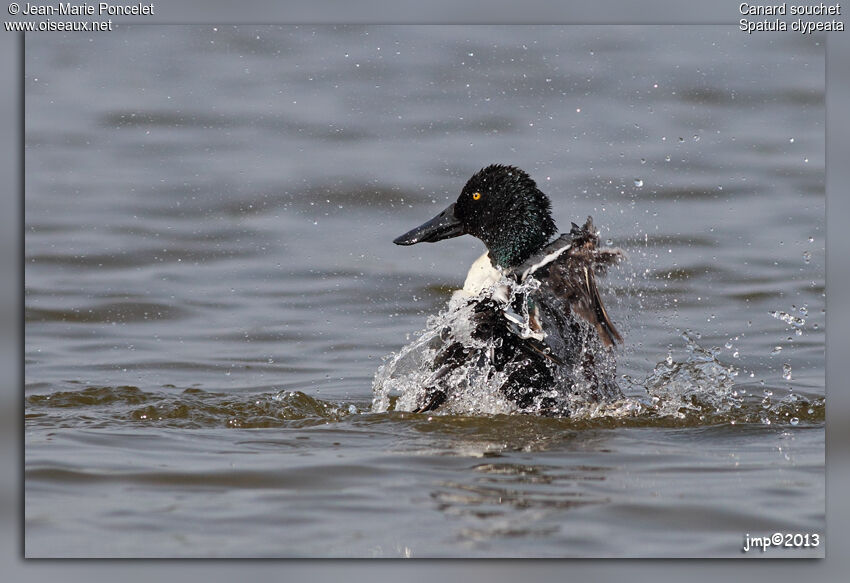 Canard souchet