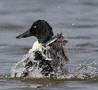 Canard souchet