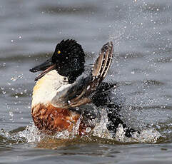 Canard souchet