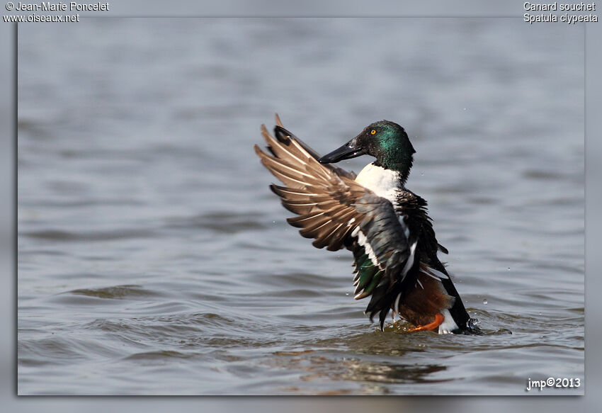 Canard souchet