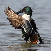 Northern Shoveler