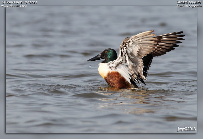 Northern Shoveler