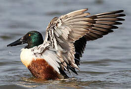 Northern Shoveler