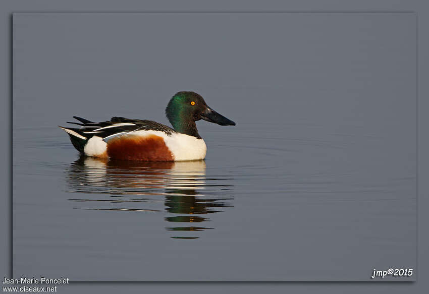 Canard souchet mâle adulte, identification