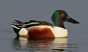 Northern Shoveler