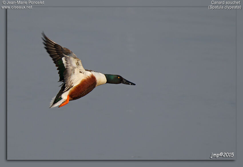 Northern Shoveler