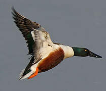 Northern Shoveler