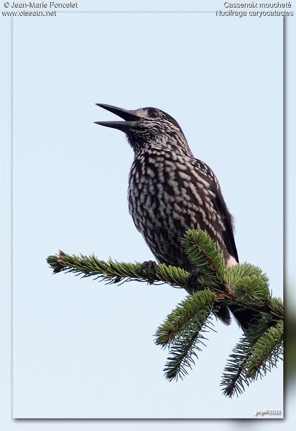 Spotted Nutcracker