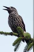 Spotted Nutcracker