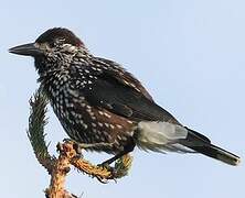 Spotted Nutcracker