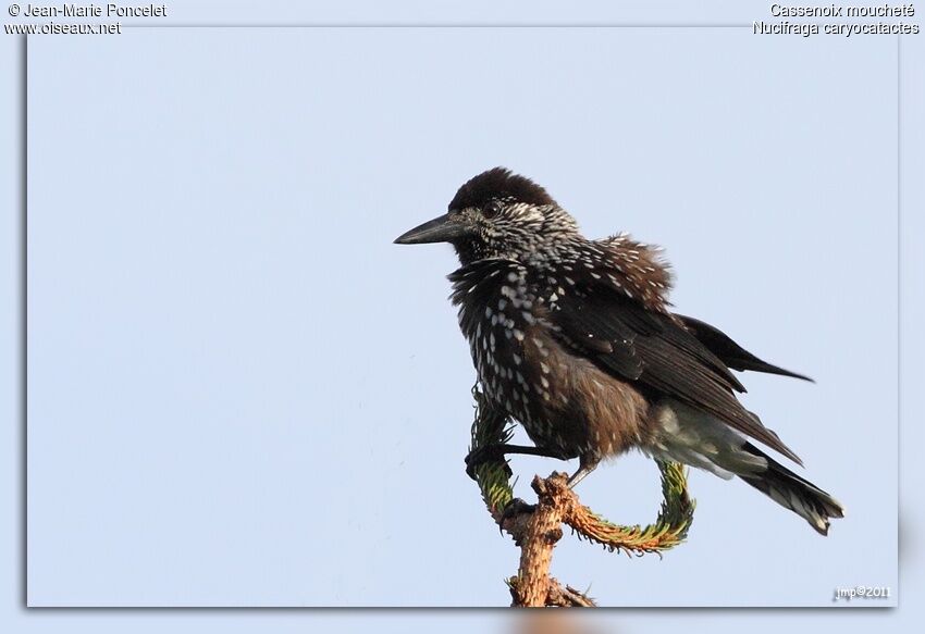 Spotted Nutcracker