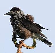 Spotted Nutcracker