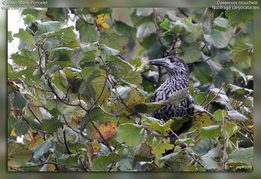 Spotted Nutcracker