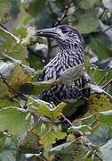 Spotted Nutcracker