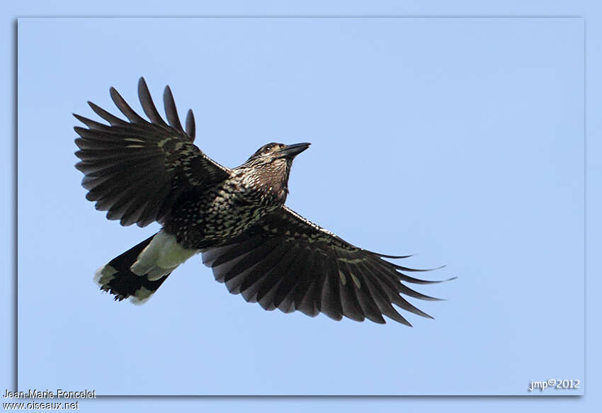 Spotted Nutcracker, Flight