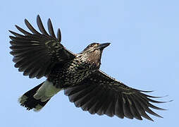 Spotted Nutcracker