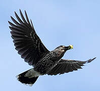 Spotted Nutcracker