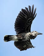 Spotted Nutcracker