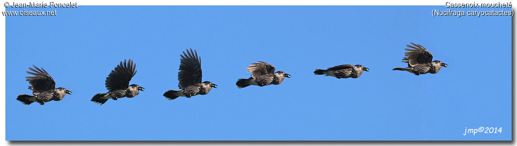 Spotted Nutcracker