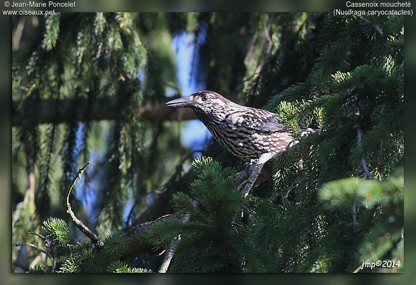 Spotted Nutcracker