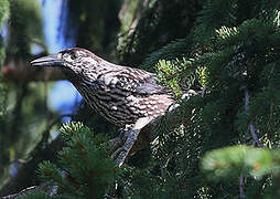 Spotted Nutcracker