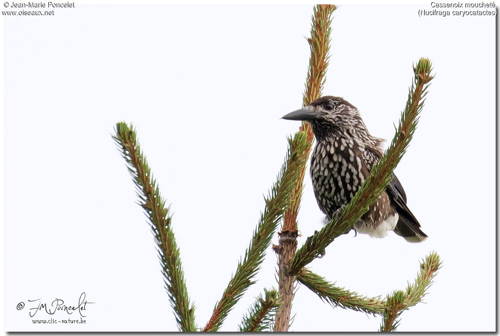 Spotted Nutcracker