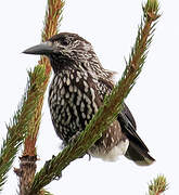 Spotted Nutcracker