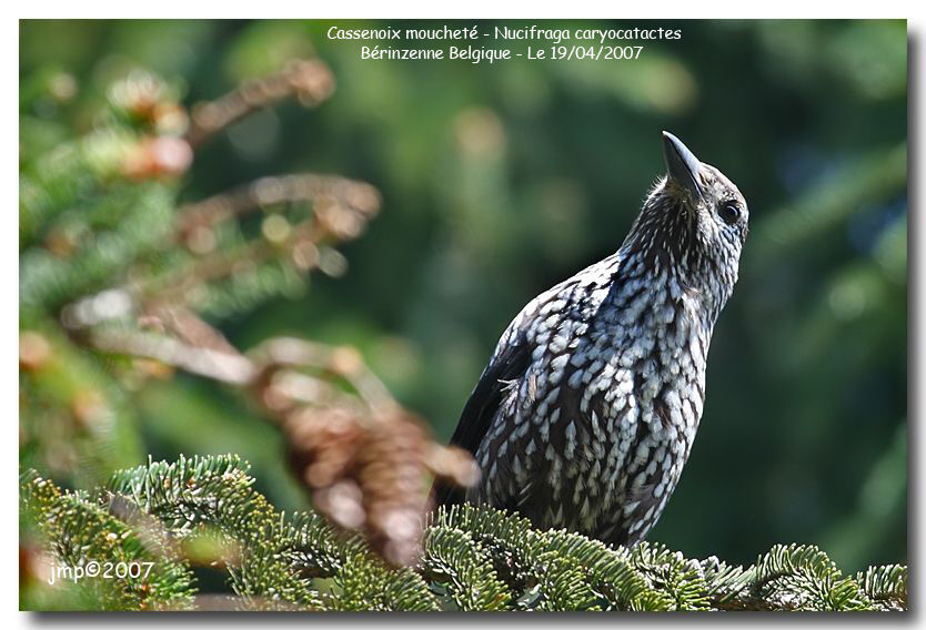 Spotted Nutcracker