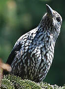 Spotted Nutcracker