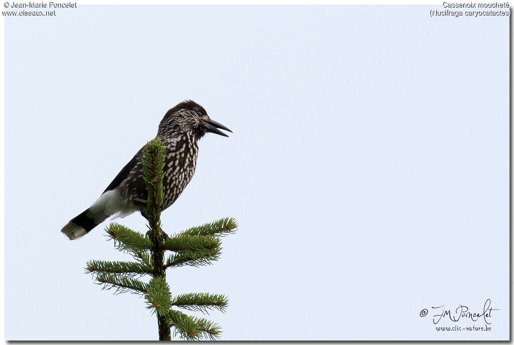 Spotted Nutcracker