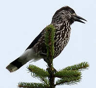 Spotted Nutcracker