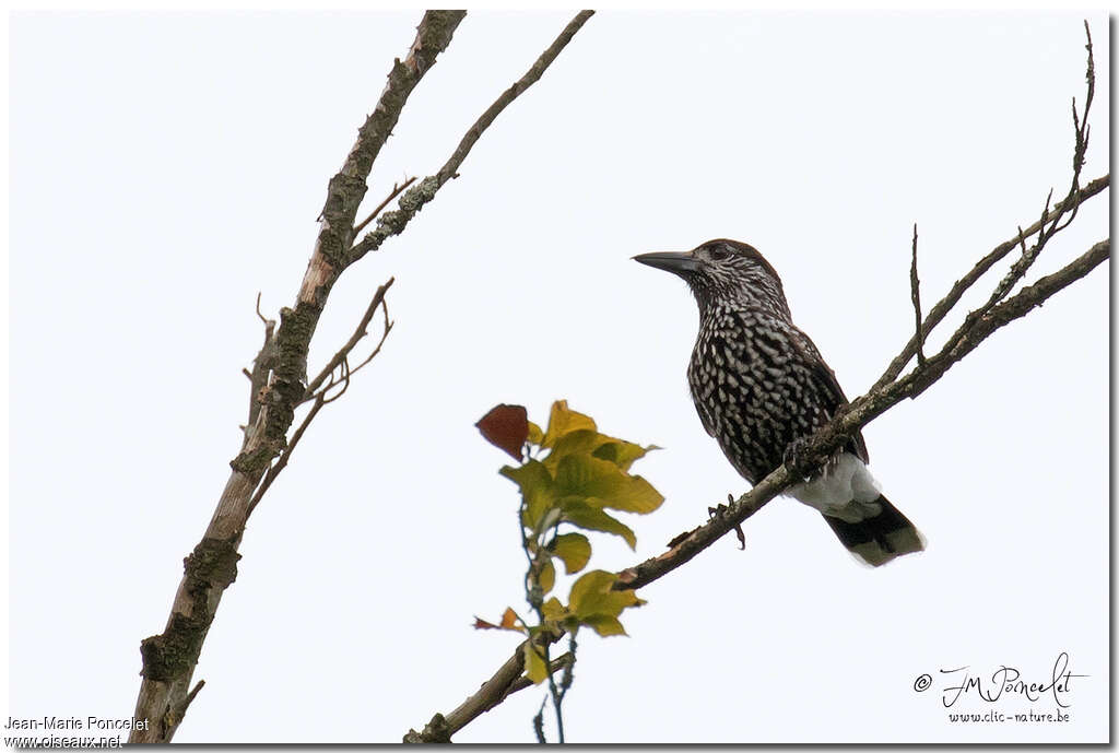 Spotted Nutcracker