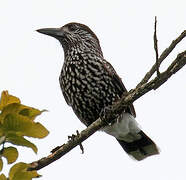 Spotted Nutcracker