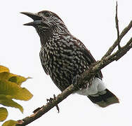 Spotted Nutcracker