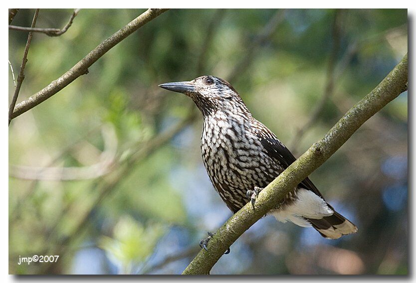 Spotted Nutcracker