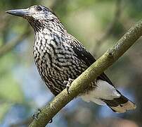 Spotted Nutcracker