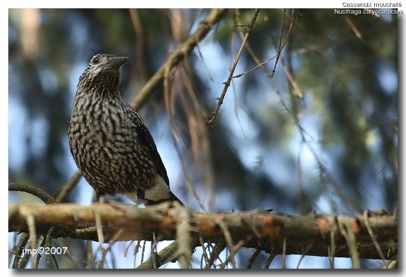 Spotted Nutcracker