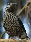 Spotted Nutcracker