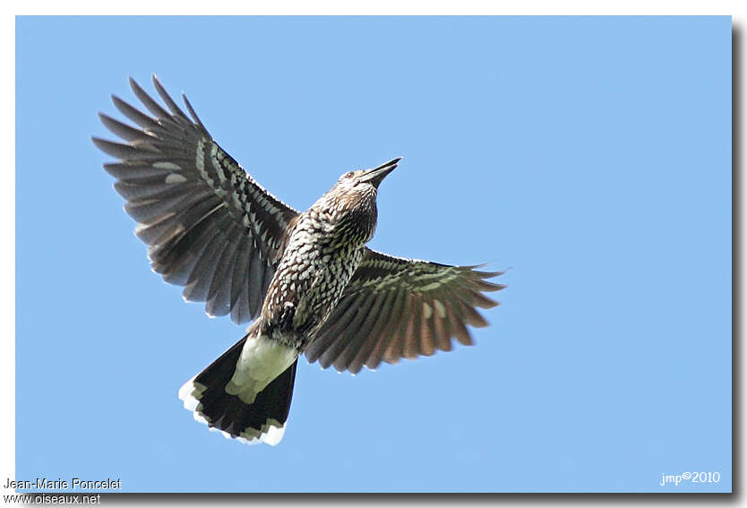 Spotted Nutcracker, Flight