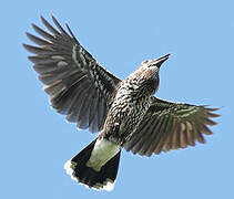 Spotted Nutcracker