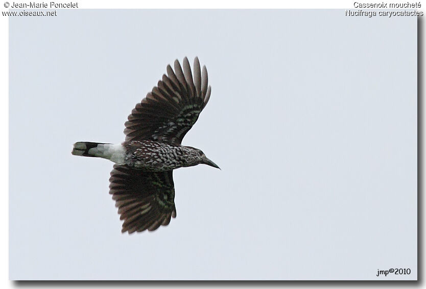 Spotted Nutcracker