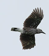 Spotted Nutcracker