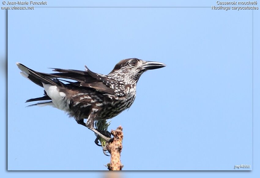 Spotted Nutcracker