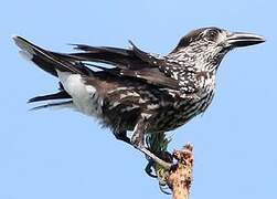 Spotted Nutcracker