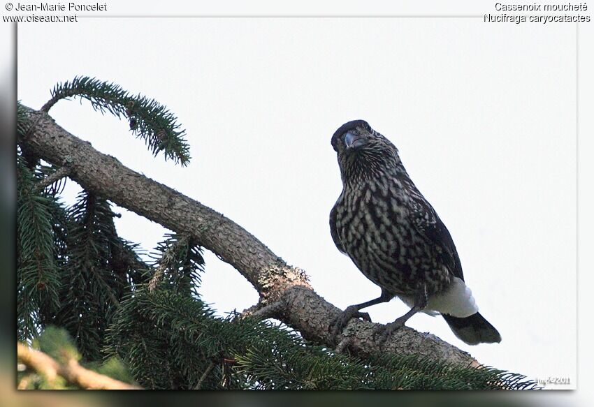 Spotted Nutcracker