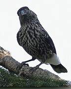 Spotted Nutcracker