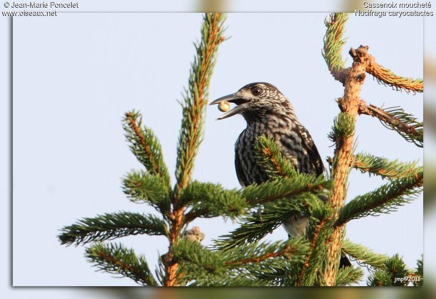 Spotted Nutcracker